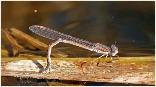 Réf. 195 906 : Sympecma fusca