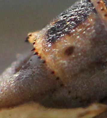 Sympecma fusca