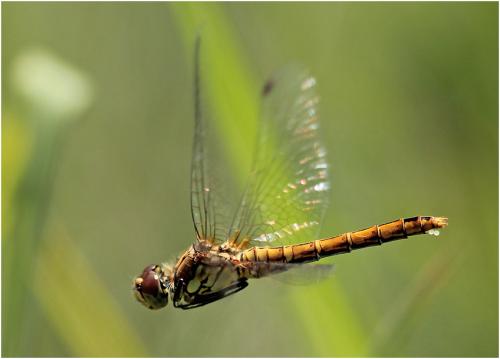 Sympetrum sanguineum