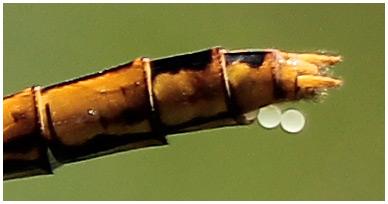 Sympetrum sanguineum