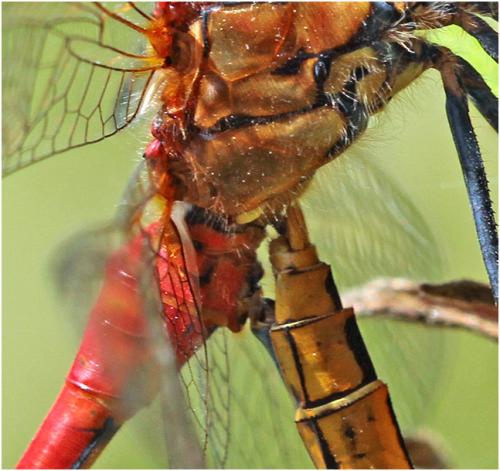 Réf. 195 307 : Sympetrum sanguineum