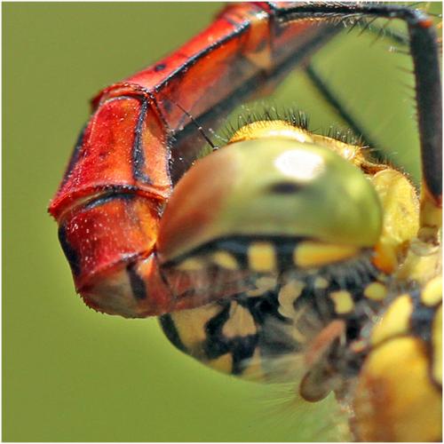 Sympetrum sanguineum