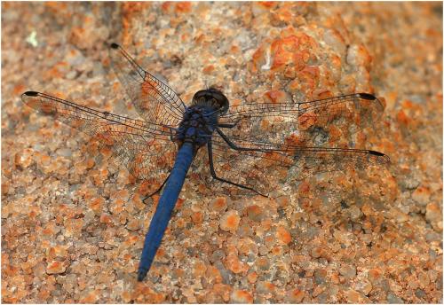 Trithemis furva