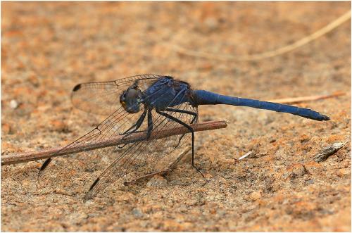 Trithemis furva