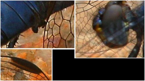 Trithemis furva