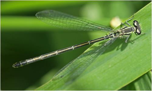 Coenagrion puella