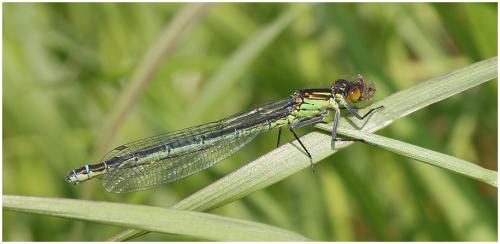Erythromma najas