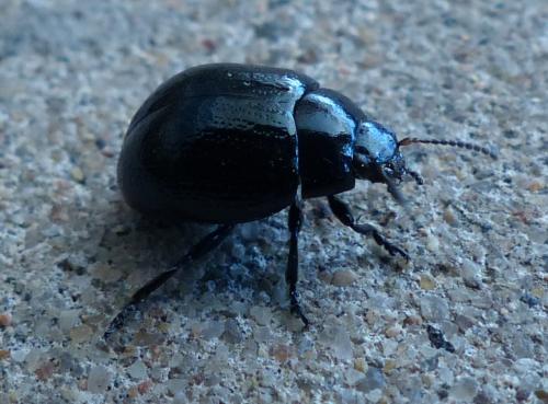 Réf. 195 332 : Chrysolina haemoptera