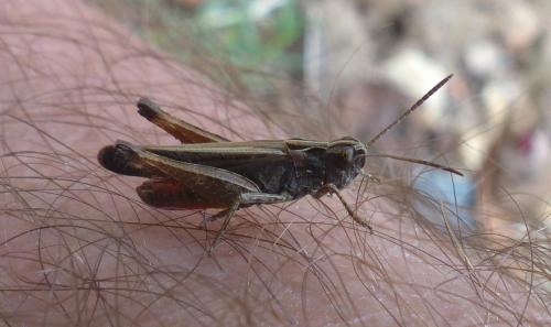 Omocestus rufipes
