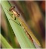 Erythromma najas