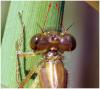 Erythromma najas