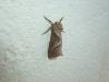 Triodia sylvina