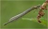 Erythromma lindenii
