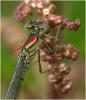 Erythromma lindenii