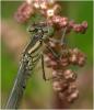 Erythromma lindenii