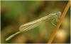 Ischnura elegans