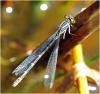 Enallagma cyathigerum