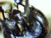195781 – Photo : Arthropa - Benoit Martha – Suisse