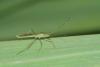 195019 – Photo : D. Martinez – Philippines