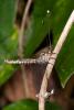 195433 – Photo : D. Martinez – Philippines