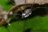 195021 – Photo : D. Martinez – Philippines