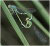 Coenagrion scitulum