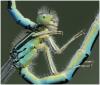 Coenagrion scitulum