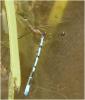 Coenagrion puella