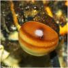 Pyrrhosoma nymphula