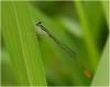 Agriocnemis gratiosa