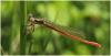 Ceriagrion tenellum