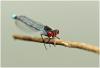 Erythromma najas