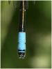 Coenagrion scitulum