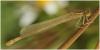 Coenagrion scitulum