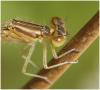 Coenagrion scitulum