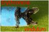 Erythromma viridulum