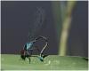 Erythromma najas