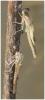 Enallagma cyathigerum