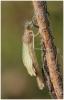 Enallagma cyathigerum