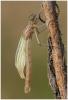 Enallagma cyathigerum