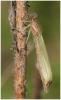 Enallagma cyathigerum