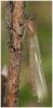 Enallagma cyathigerum