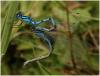 Enallagma cyathigerum