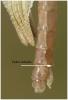 Enallagma cyathigerum