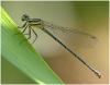 Onychargia atrocyana