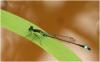 Ischnura senegalensis