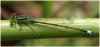 Ischnura senegalensis