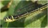 Erythromma najas