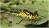 Erythromma najas