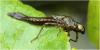 Pyrrhosoma nymphula
